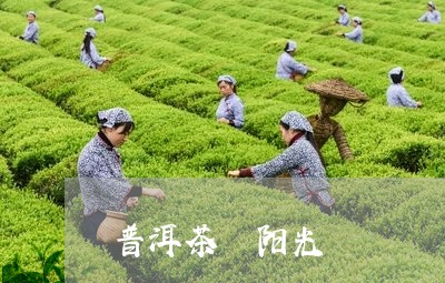 普洱茶 阳光/2023042846077